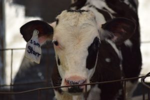 calf-starr