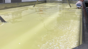 Whey in cheese making.